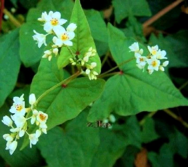 金荞麦是什么东西,金荞麦也叫野荞麦