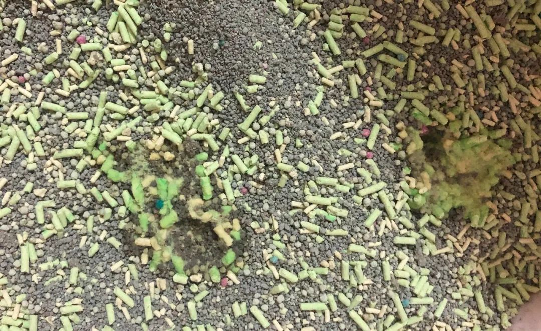 猫咪缺水极易导致尿道问题!一篇文章告诉你泌尿系统疾病到底是啥