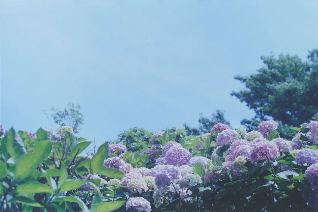 樱花上最好吃的食物,樱花里面的日本料理