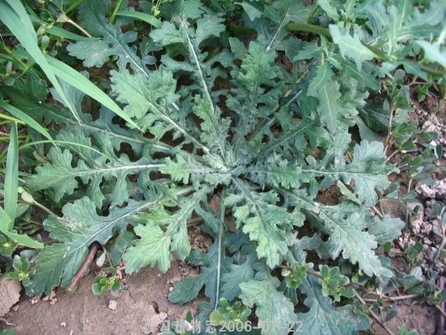 制作清明粿的野菜叫什么,清明节习俗做粿潮汕