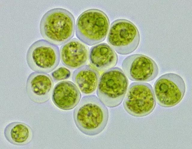 水产养殖藻类老化是怎样的,水产养殖显微镜下各种藻类