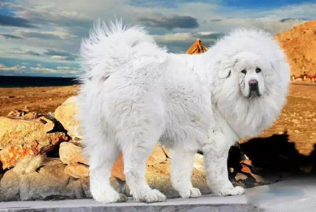 45种狗狗很难得一见你认识几种,45种最难得一见的狗