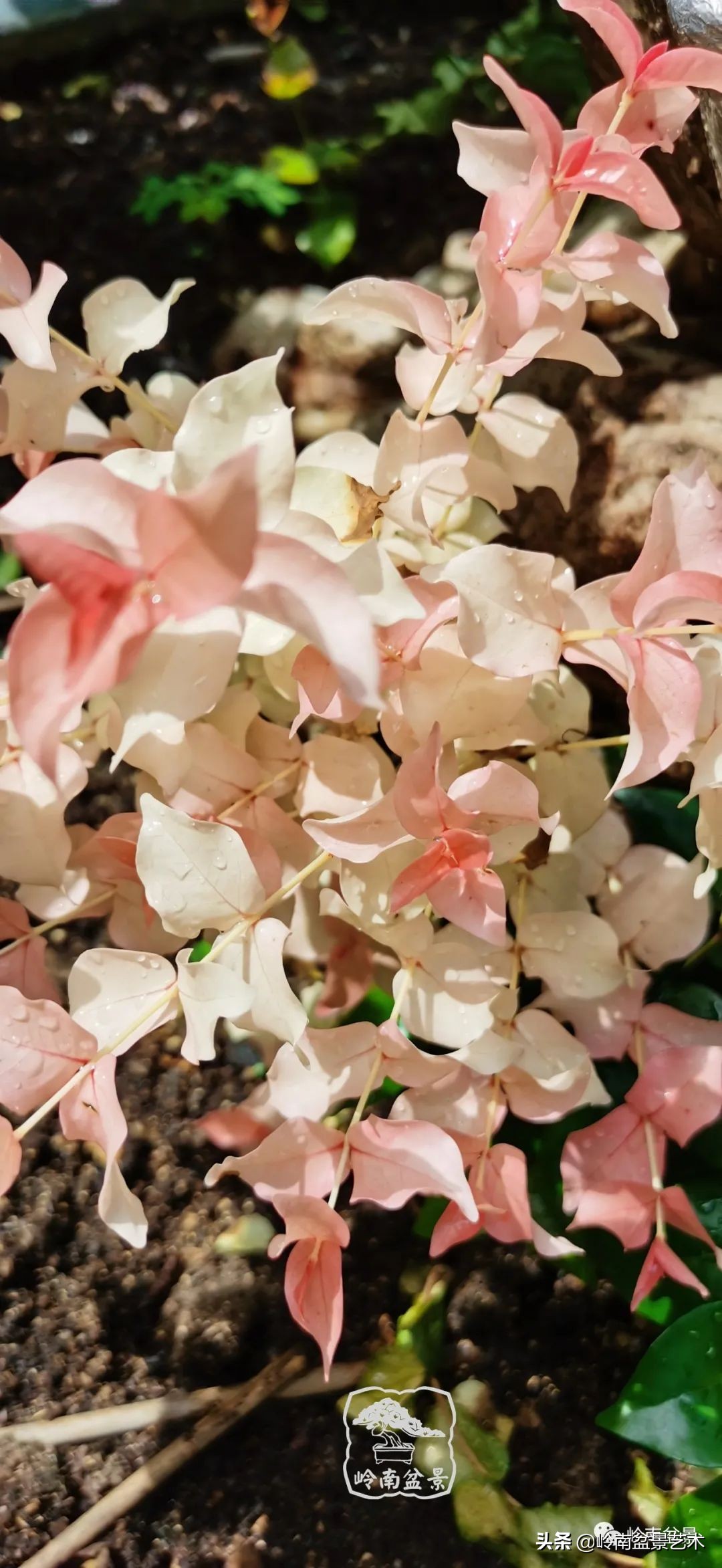 杂木盆景也毫不逊色,杂木盆景值钱吗