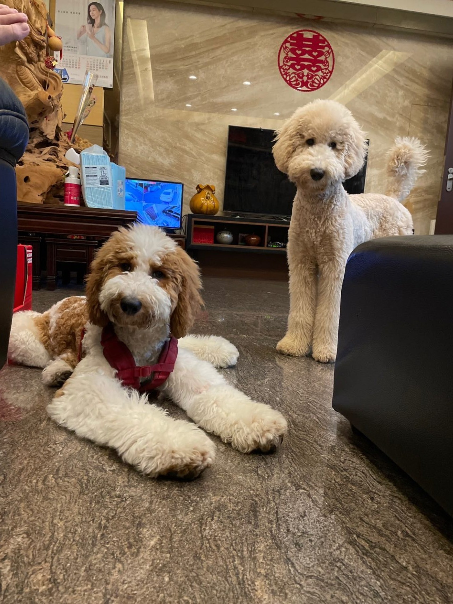 家里两只巨型贵宾犬,巨型贵宾犬发疯