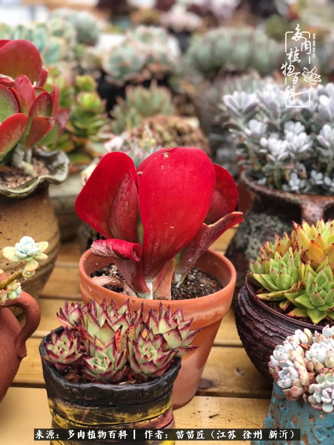 多肉之江湖：众肉友们，修仙渡劫几何了？