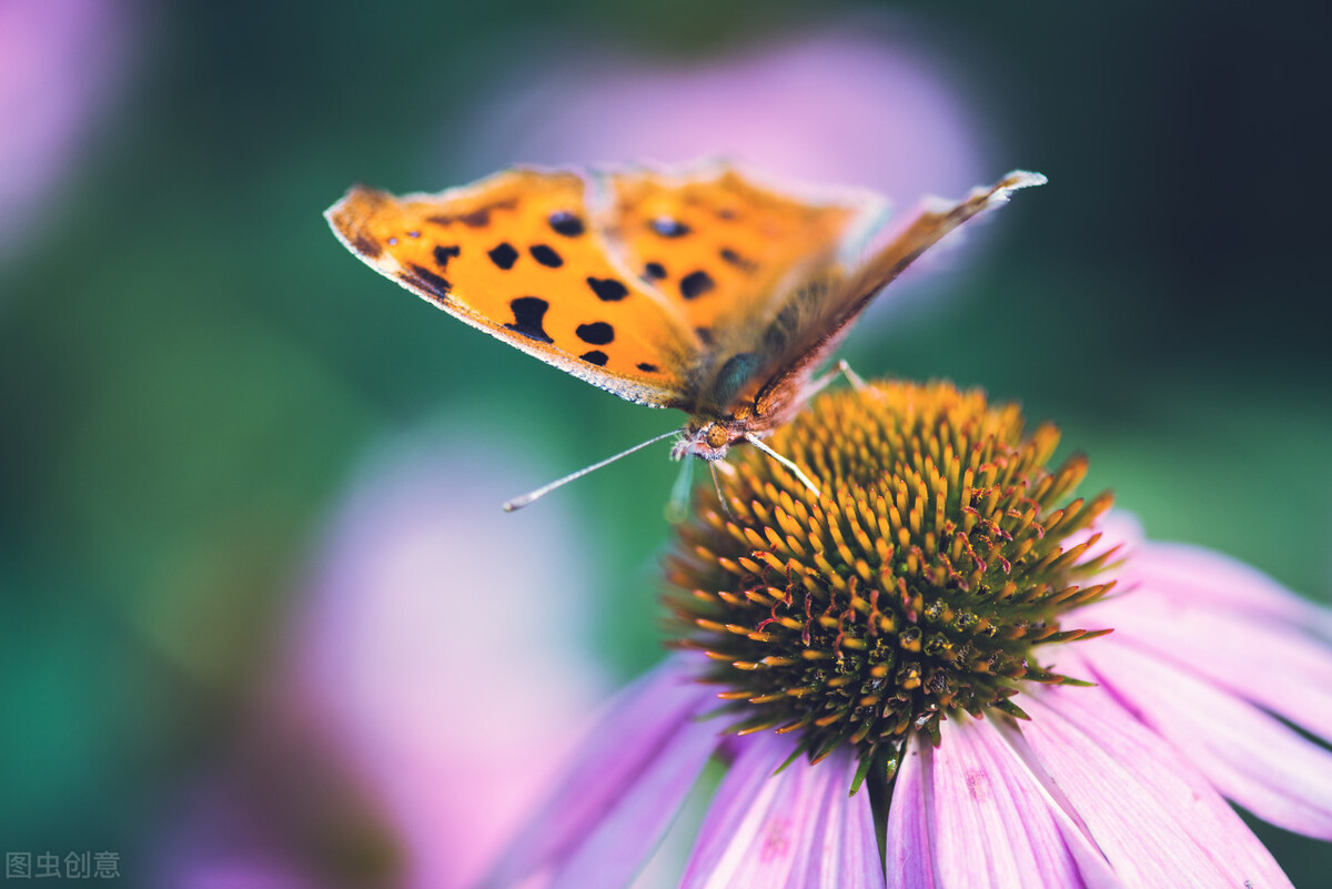 关于蝴蝶的秘密你知道多少,蝴蝶有没有与众不同的部分