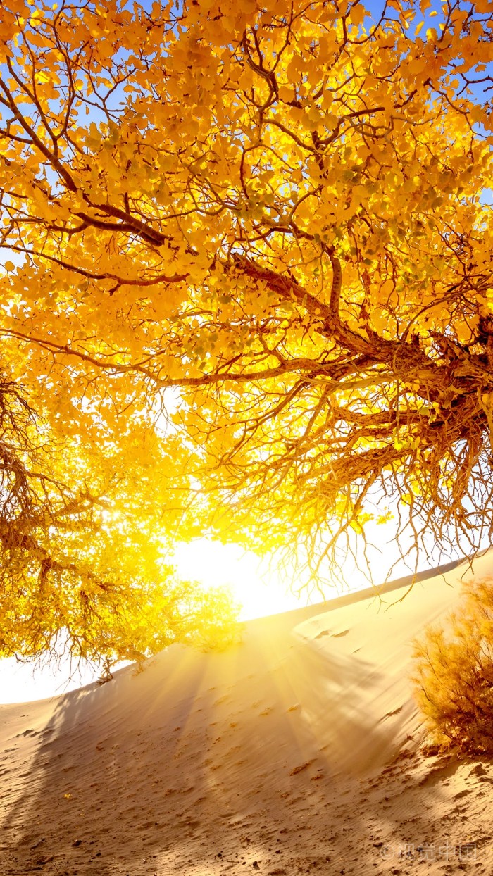 送你一季秋色炊烟袅袅飘向梦中的远方，马蹄声声踏碎了秋的忧伤