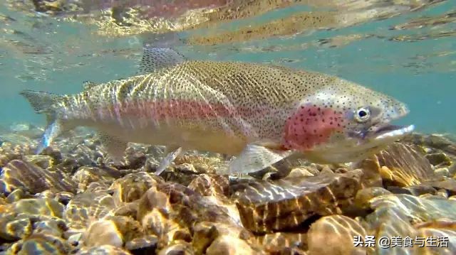 挪威三文鱼怎么挑新鲜,你吃的三文鱼是三文鱼吗