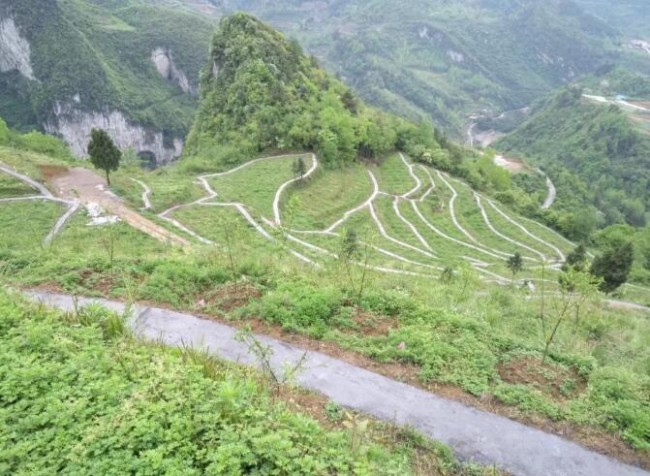 塞上桃园里的爱与希望