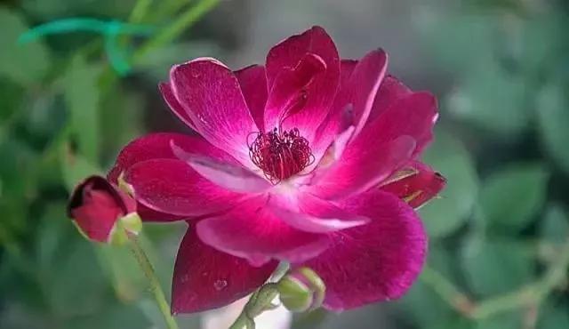 玫瑰花有哪些品种,玫瑰花有哪些品种大全