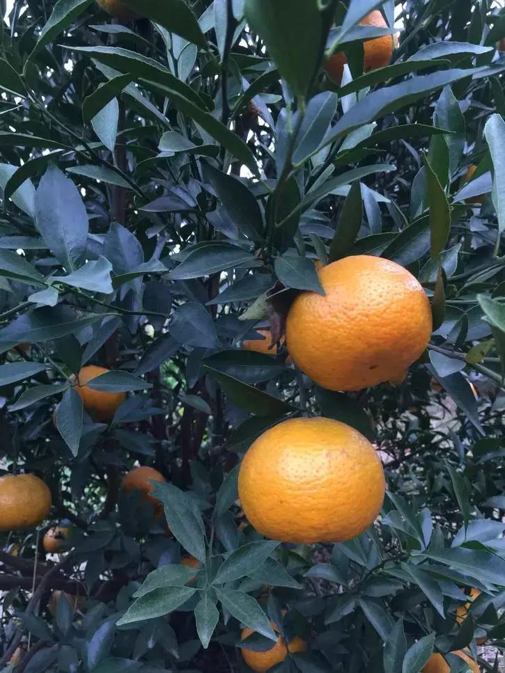 贡柑柑橘,柑橘沃柑和脐橙的区别