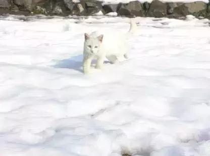 人工智能和机器视觉方面知识,计算机视觉属于人工智能吗