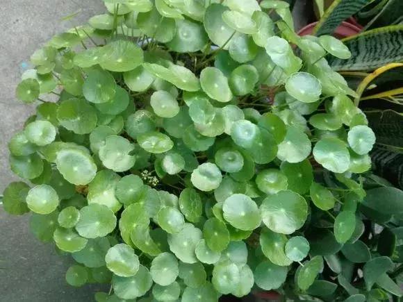 花儿蔫得快怎么回事,花儿都蔫儿了怎么办