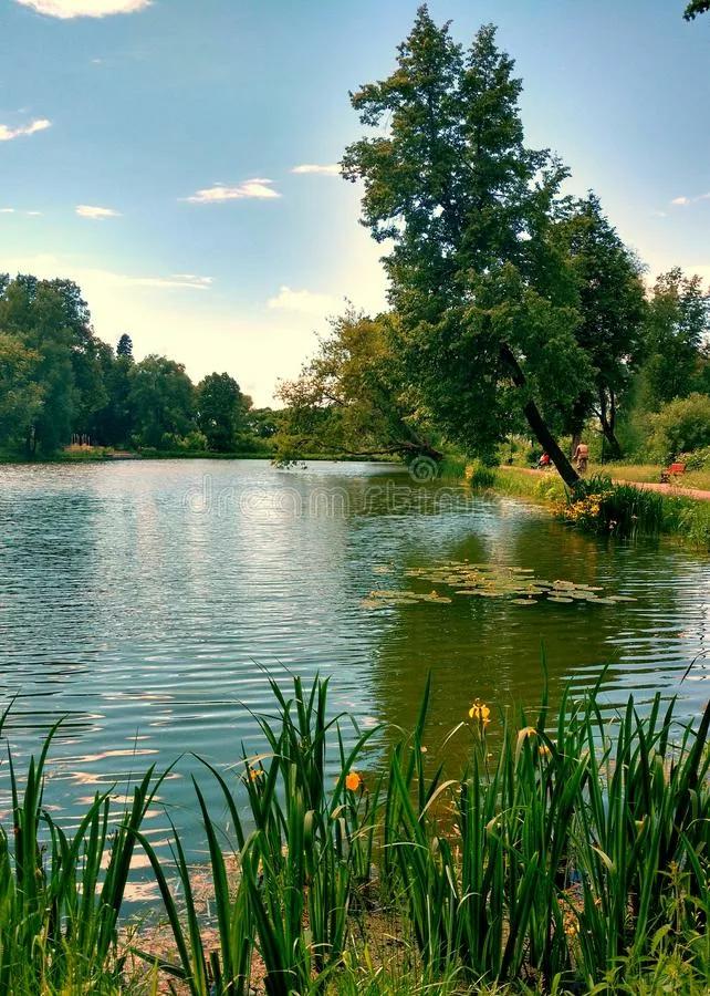 养鱼的方法和技巧锦鲤,养鱼的方法和技巧