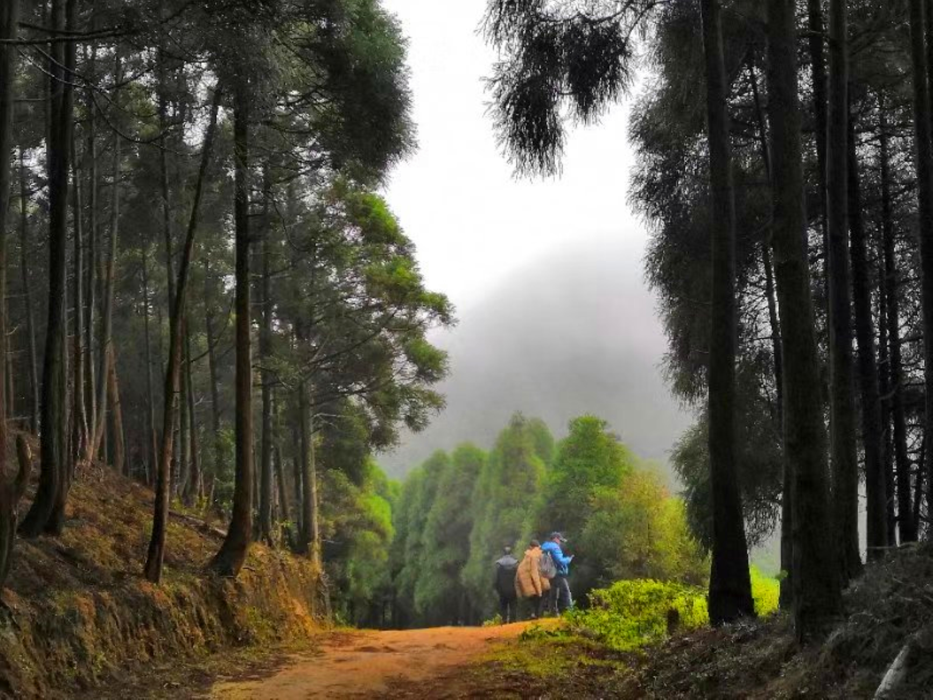 广西桉树之谜,广西摇钱树桉树