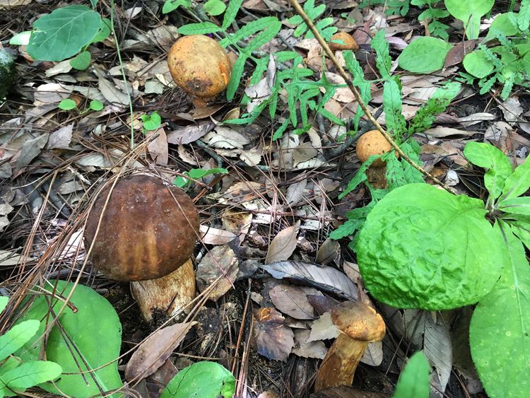 最好吃的十大山珍,八种顶级山珍