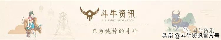 贵州甲定牛王斗牛赛,贵州斗牛牛王争霸赛2021