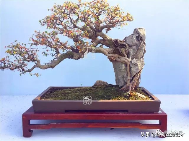 鎺㈡灊妞嶇墿,鎺㈡灊