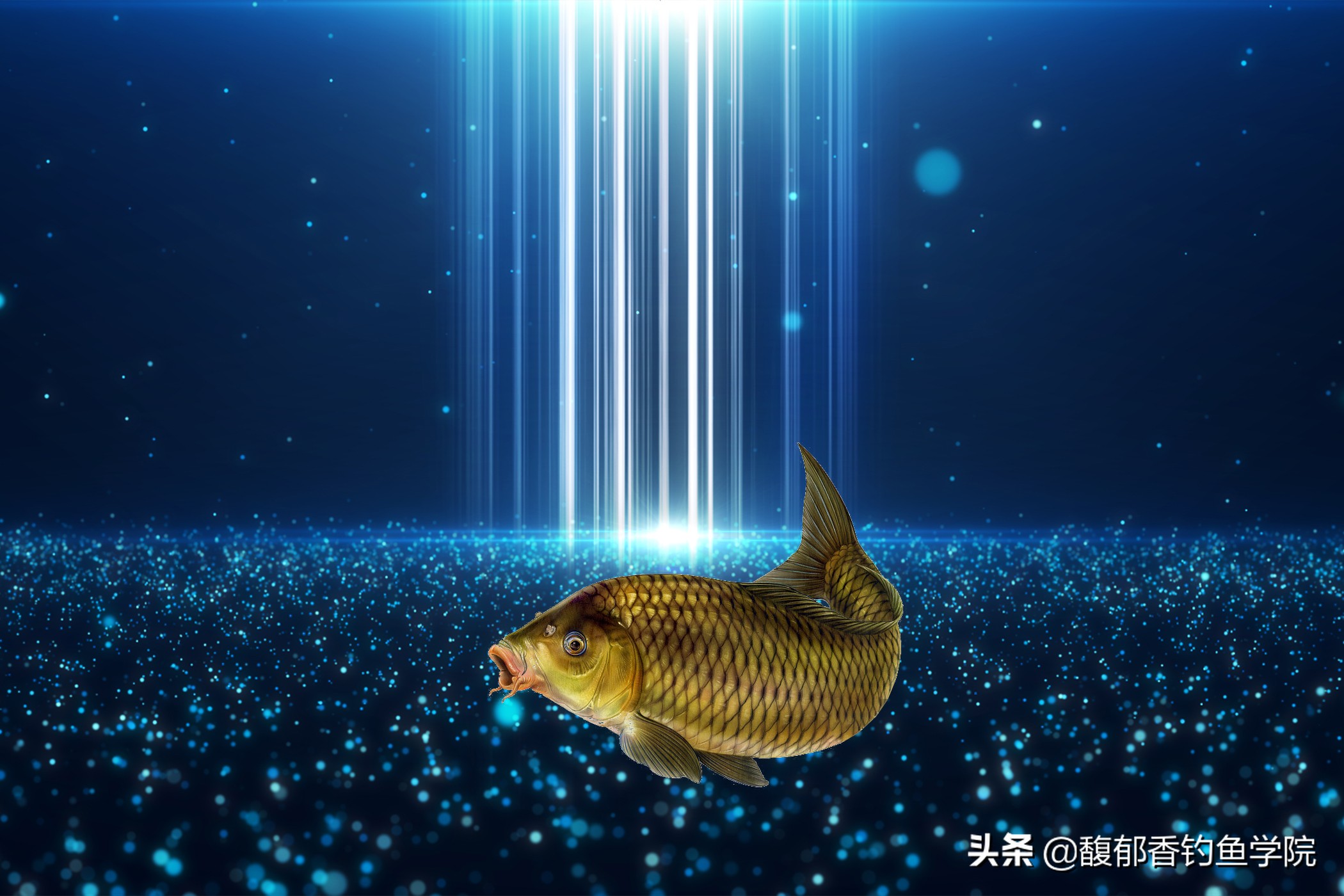 黑坑回锅鱼怎么才能钓上岸,怎么样在黑坑钓回锅鱼