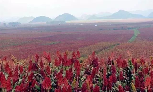 纯粮酒的成本大约多少钱一斤,真正的纯粮酒成本在多少