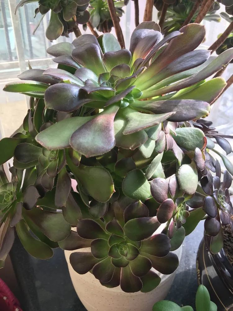 2021牛转乾坤砥砺前行,2021年牛转乾坤时来运转