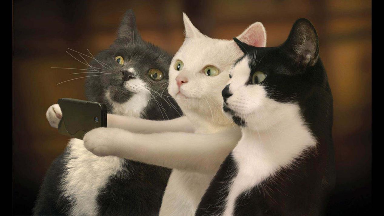 小奶猫突然浑身抽搐完躺了一会,公宠物猫发了情怎么缓解