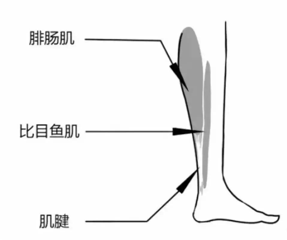 小腿粗怎么瘦下来最快方法,怎样捶打小腿可以瘦小腿肌肉