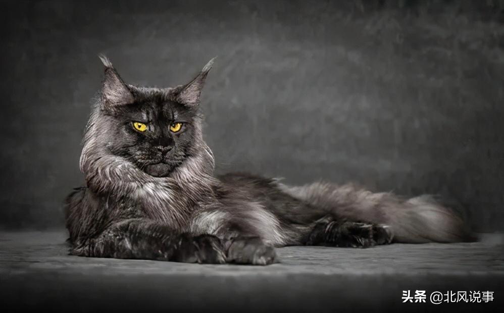 常见宠物猫的品种及价格,常见的十大宠物猫品种介绍大全