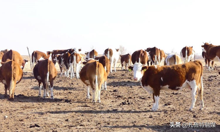 念牛经发牛财,念牛经发牛财的句子
