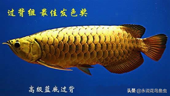 观赏龙鱼图片欣赏,观赏鱼欣赏龙鱼