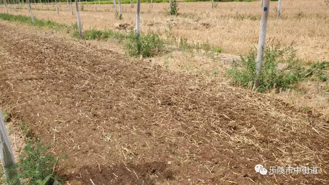 重点工作周报,街道工作周报