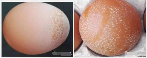 产蛋鸡的蛋皮脆怎么回事,蛋鸡产的鸡蛋壳薄脆的原因