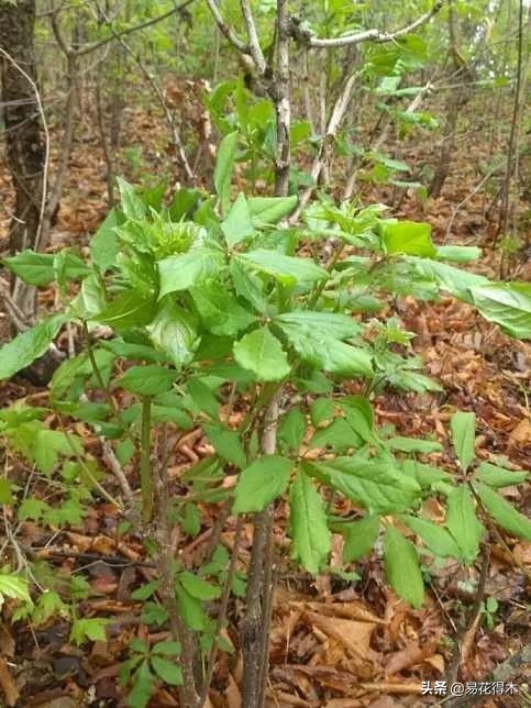 刺五加和五加皮的区别图片对比,刺五加是种什么药材