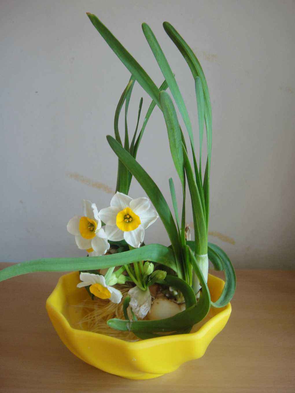 水仙花种球小能开花吗,水仙花种球如何种植开花快