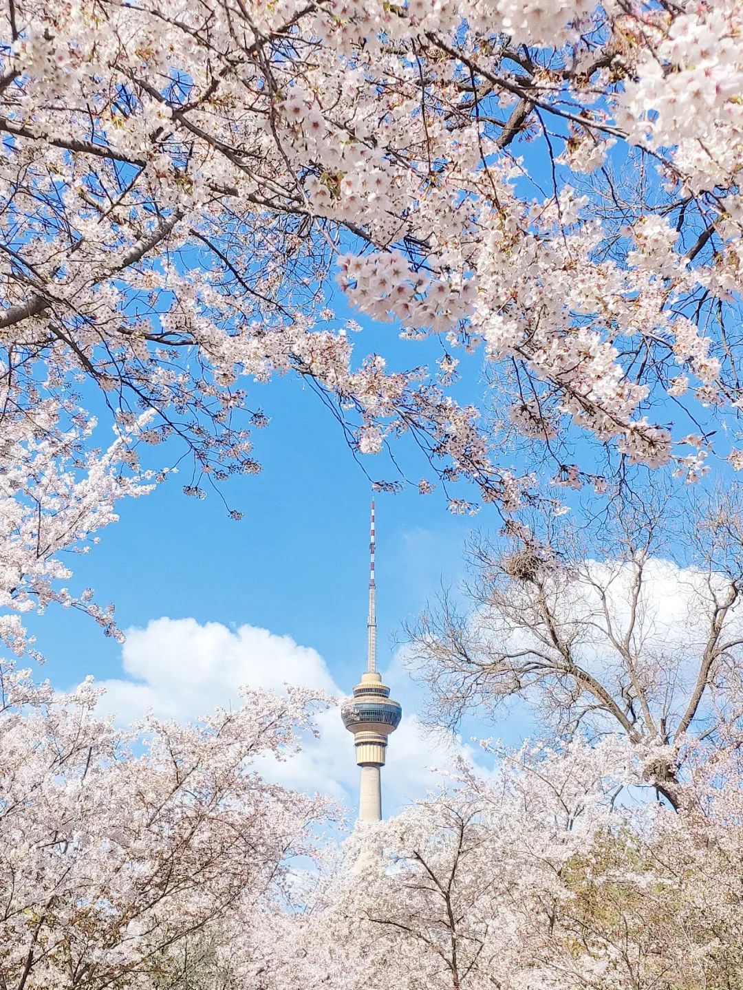 手机拍照不如之前清晰,手机拍照不如实物好看