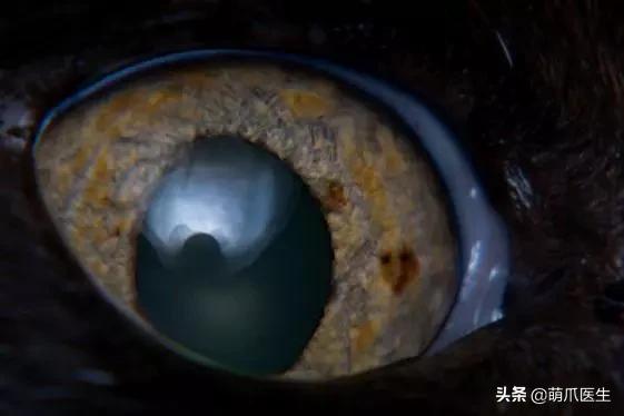 猫咪皮肤有黑斑点还很容易掉毛,猫咪身上有黑色斑点是怎么回事