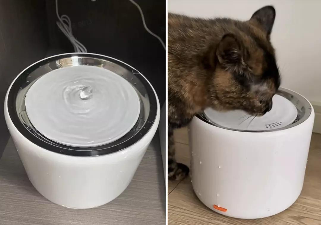 有宠一族必看：啥家庭条件呀，好几万的沙发随便毁？