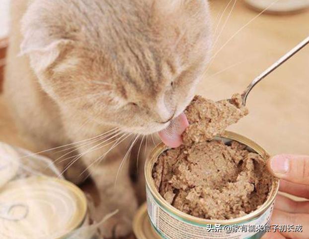 猫粮猫条猫罐头哪种好,主食猫罐头和猫粮选哪个