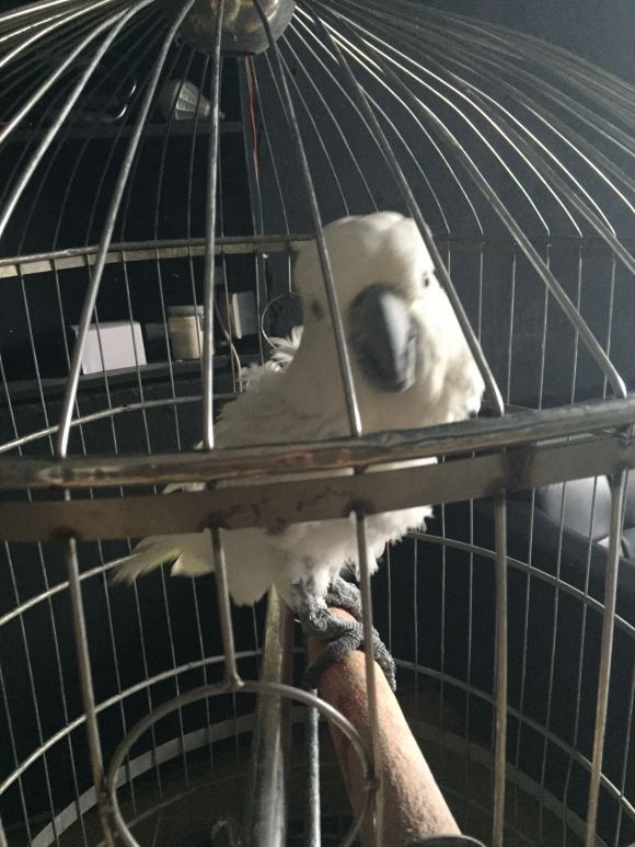 葵花鹦鹉咬毛怎么办,葵花鹦鹉咬脚