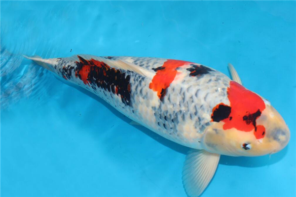 如何养殖锦鲤小鱼苗,川江锦鲤养殖