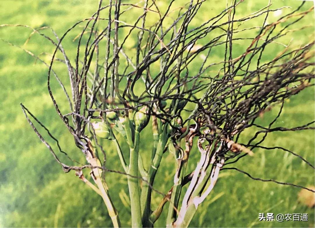 槟榔花穗脏脏的打什么药,槟榔穗枯病怎样造成的