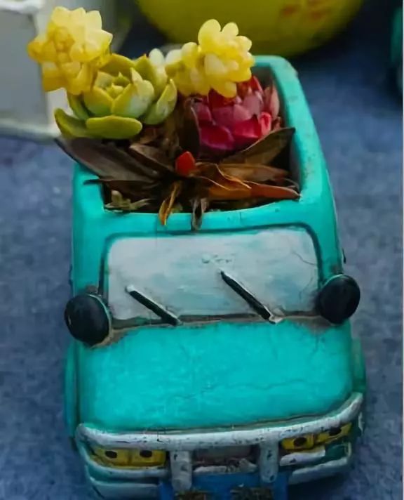 室雅何须大，花香不在多，在小屋里赏花种草，把日子过得刚刚好