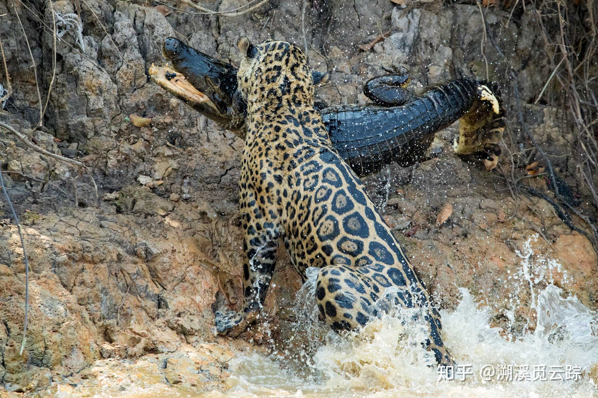 有哪些容易被认错的动物,容易被欺负的动物有哪些