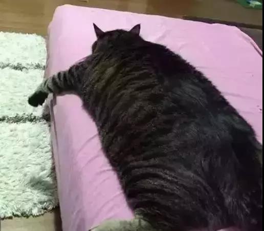 猫中最厉害的是橘猫吗,最胖的猫排名前十