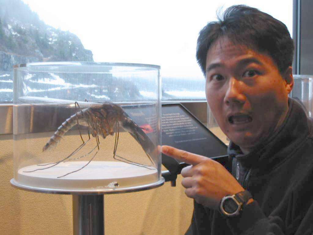 蚊子是益虫吗,蚊子是害虫为什么不把它灭绝