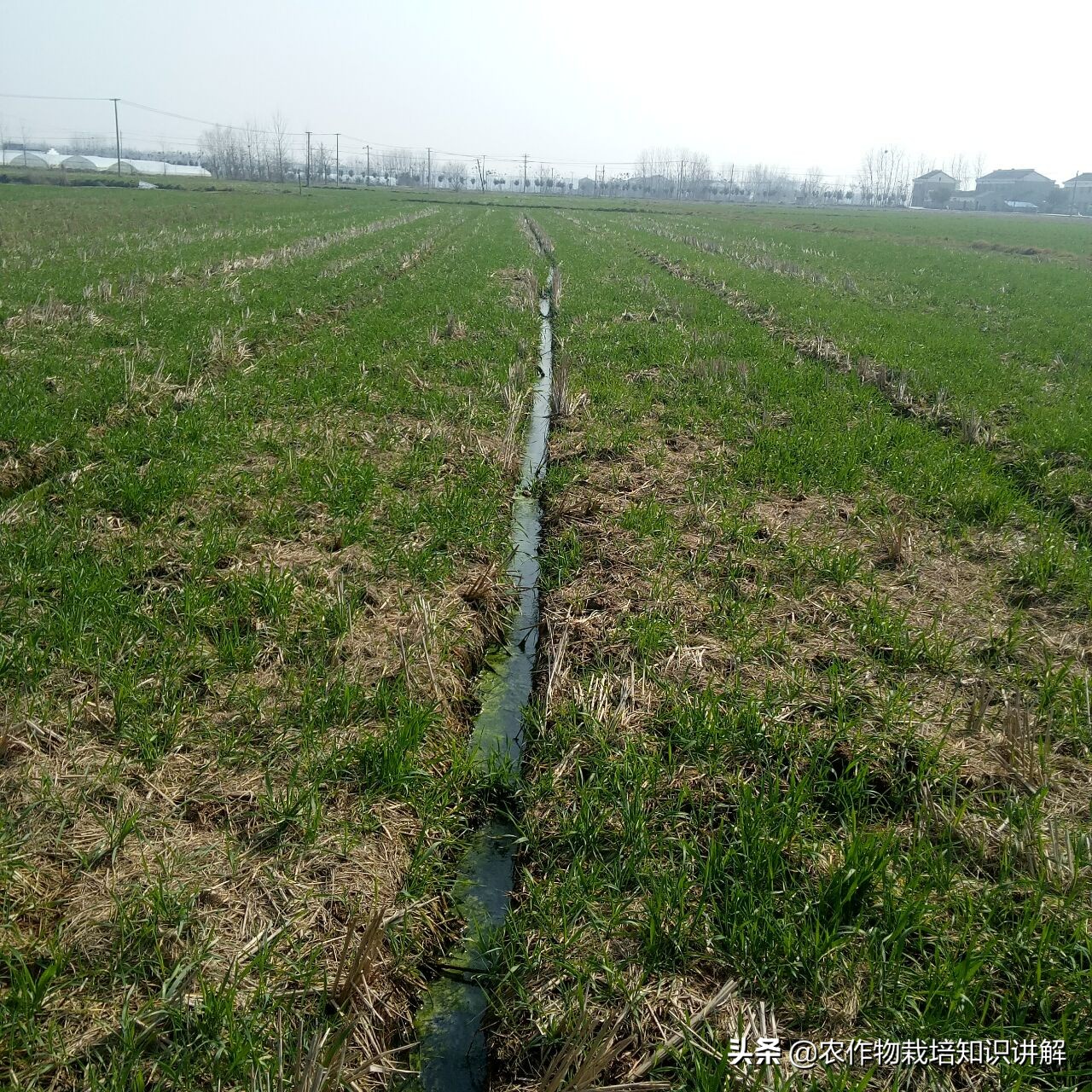 小麦预防赤霉病哪种药好,小麦预防赤霉病打什么药