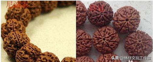 尼泊尔大金刚与落地红的简单区别,印尼大金刚就是落地红吗