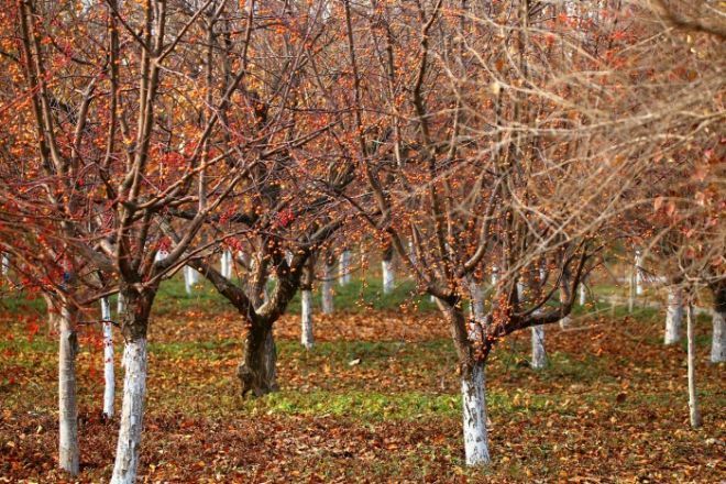 秋韵温柔岁月，冬情惊艳时光