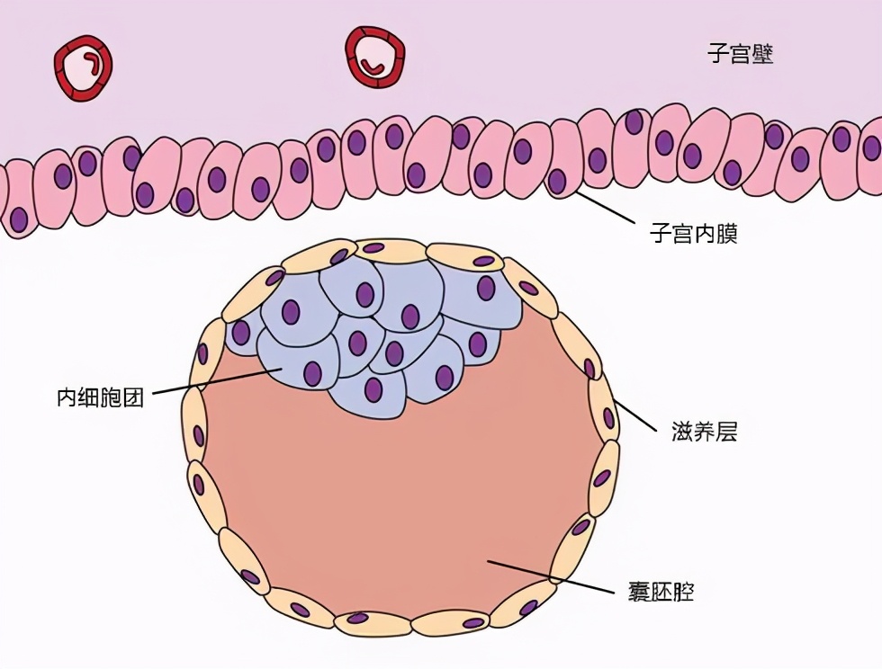 2pn胚胎是几级的胚胎,0pn胚胎是几级胚胎