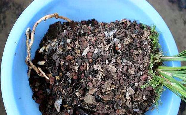种兰花是松树皮好还是松树屑好,养兰花用松树皮和松树果